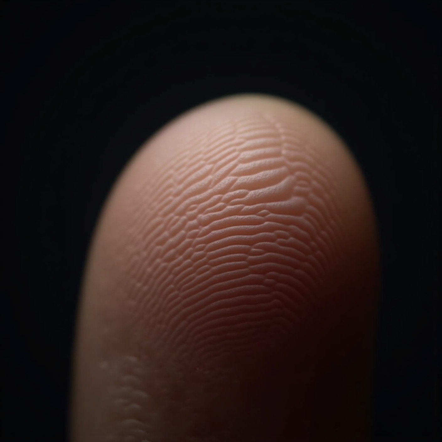 A koala's fingerprints are so close to yours that an expert with a microscope can't tell them apart