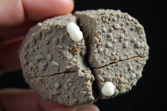 Roman concrete has been standing for 2,000 years. In 2023 scientists finally worked out why: the stuff heals its own cracks.